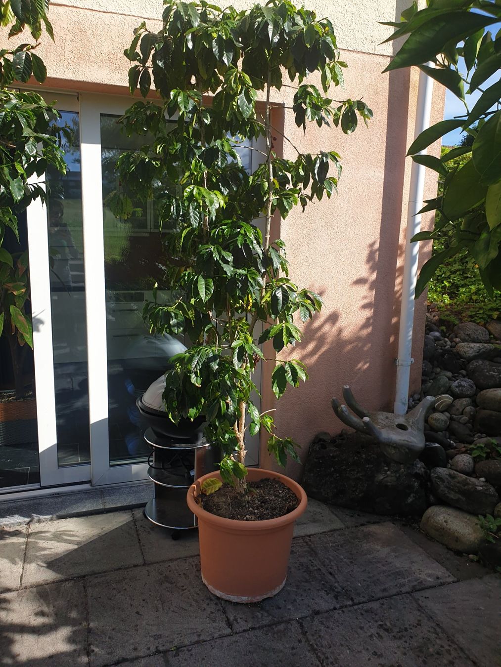 Plantes & graines: 2 sehr grosse Kaffeebäume – D'occasion à Maur par Internette_2015 1