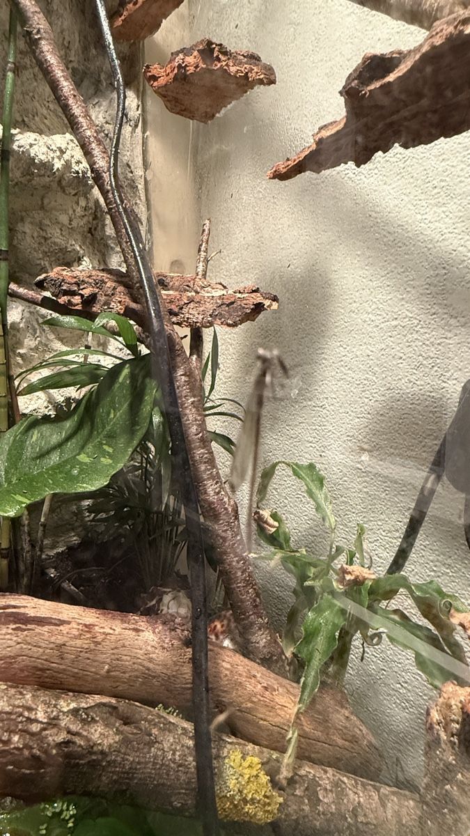 Terrarium: 2 Jungferngecko inkl terrarium – Gebraucht aus Rapperswil SG von mischelly 4