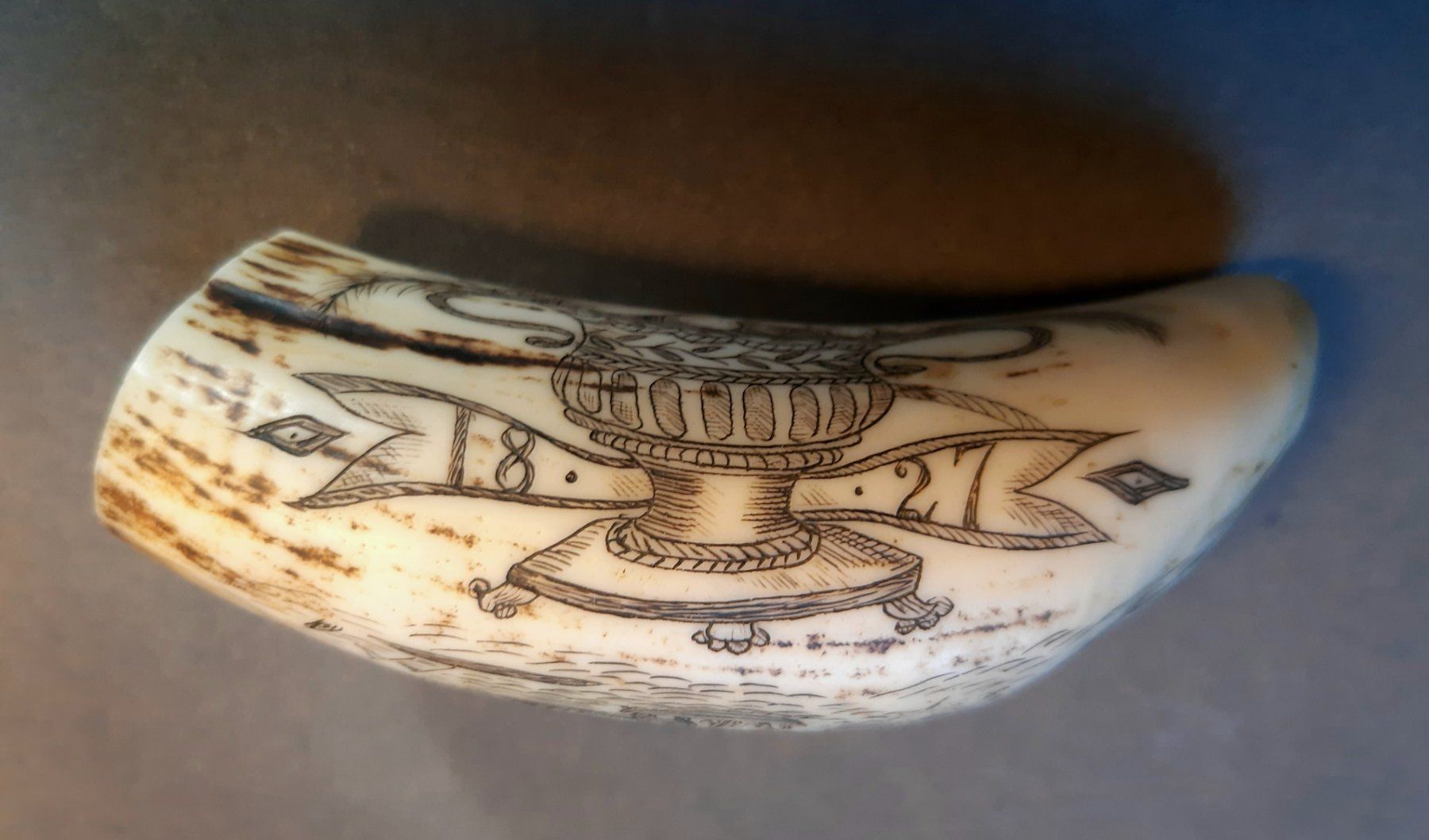 Altre raccolte & rarità: Scrimshaw – Usato da Arbon venduto da torso444 2