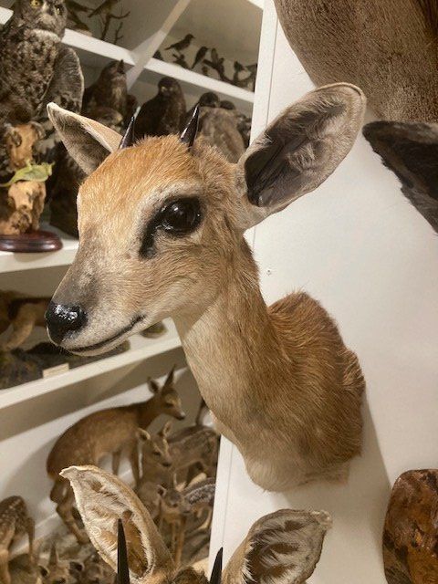 Il mondo degli animali: Dikdiks – Usato da Pfaffnau venduto da Yoka0