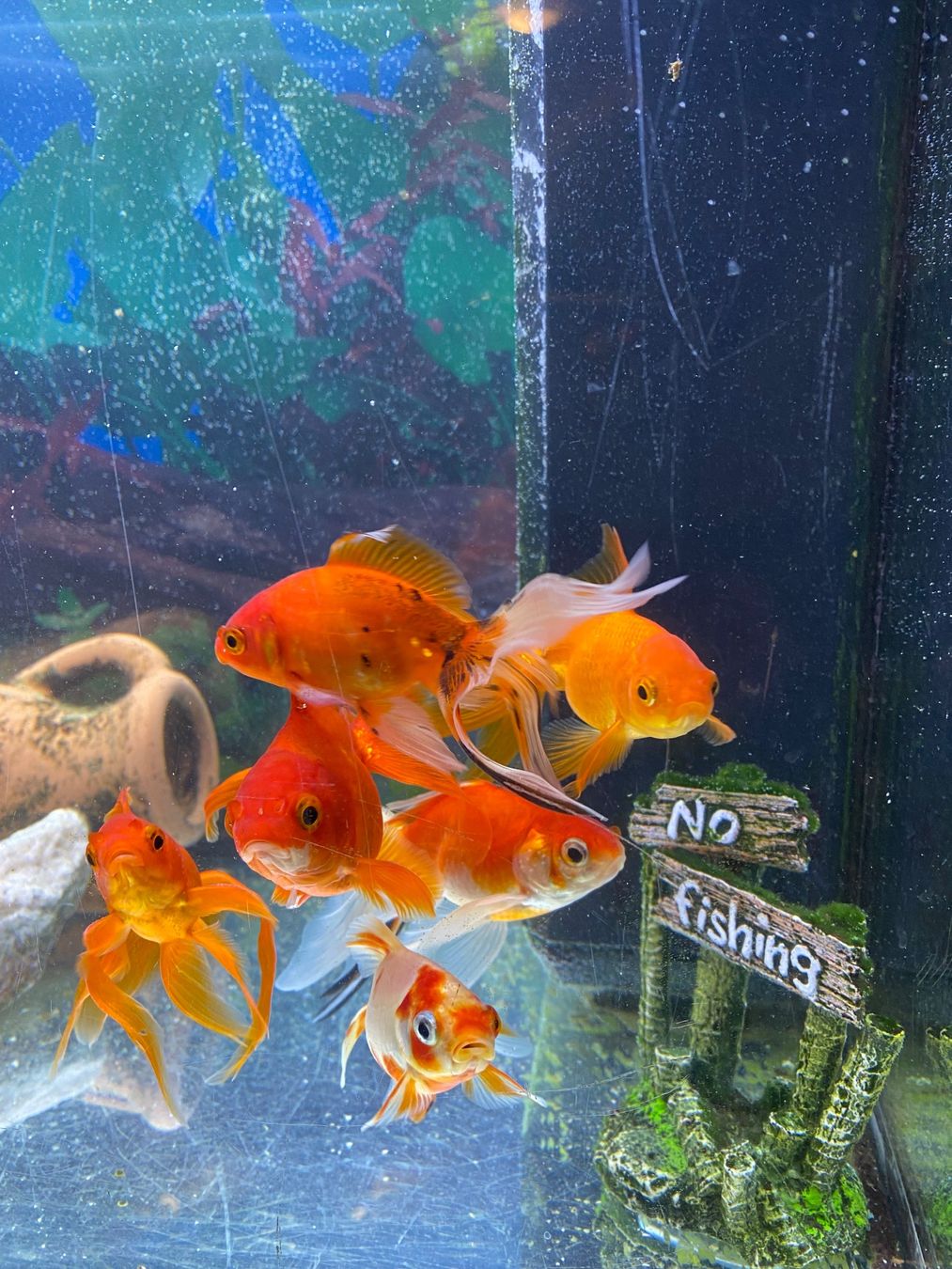 Juwel Acquari: Aquarium fish tank – Usato da Bonstetten venduto da Kai14 2