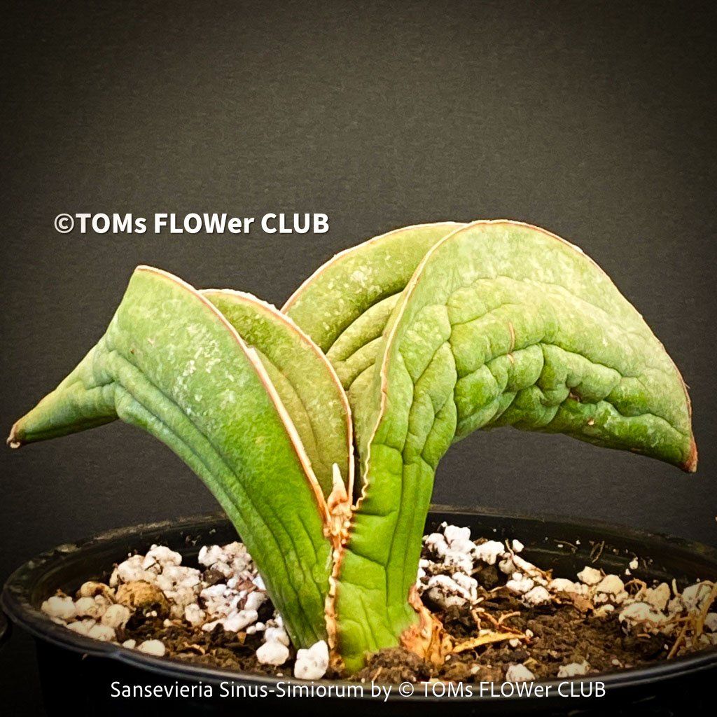 Piante & sementi: Sansevieria Sinus-Simiorum - extrem langsam wachsend – Nuovo e nell'imballaggio originale da Adliswil venduto da MarkyForest 2