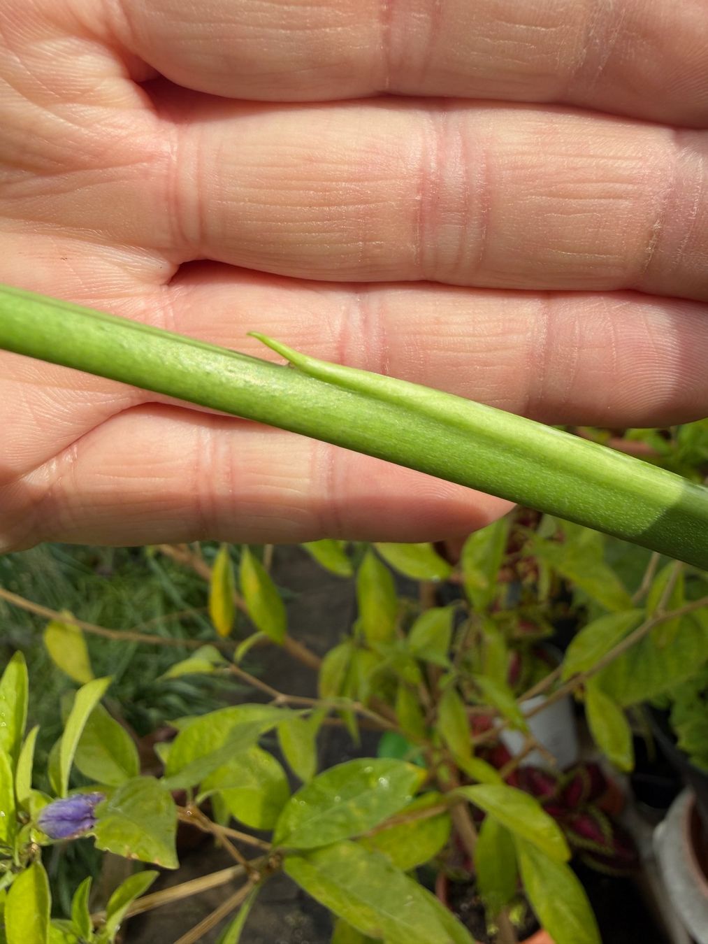 Piante & sementi: Monstera variegata, getopft – Nuovo (secondo la descrizione) da Winterthur venduto da Aniger 7