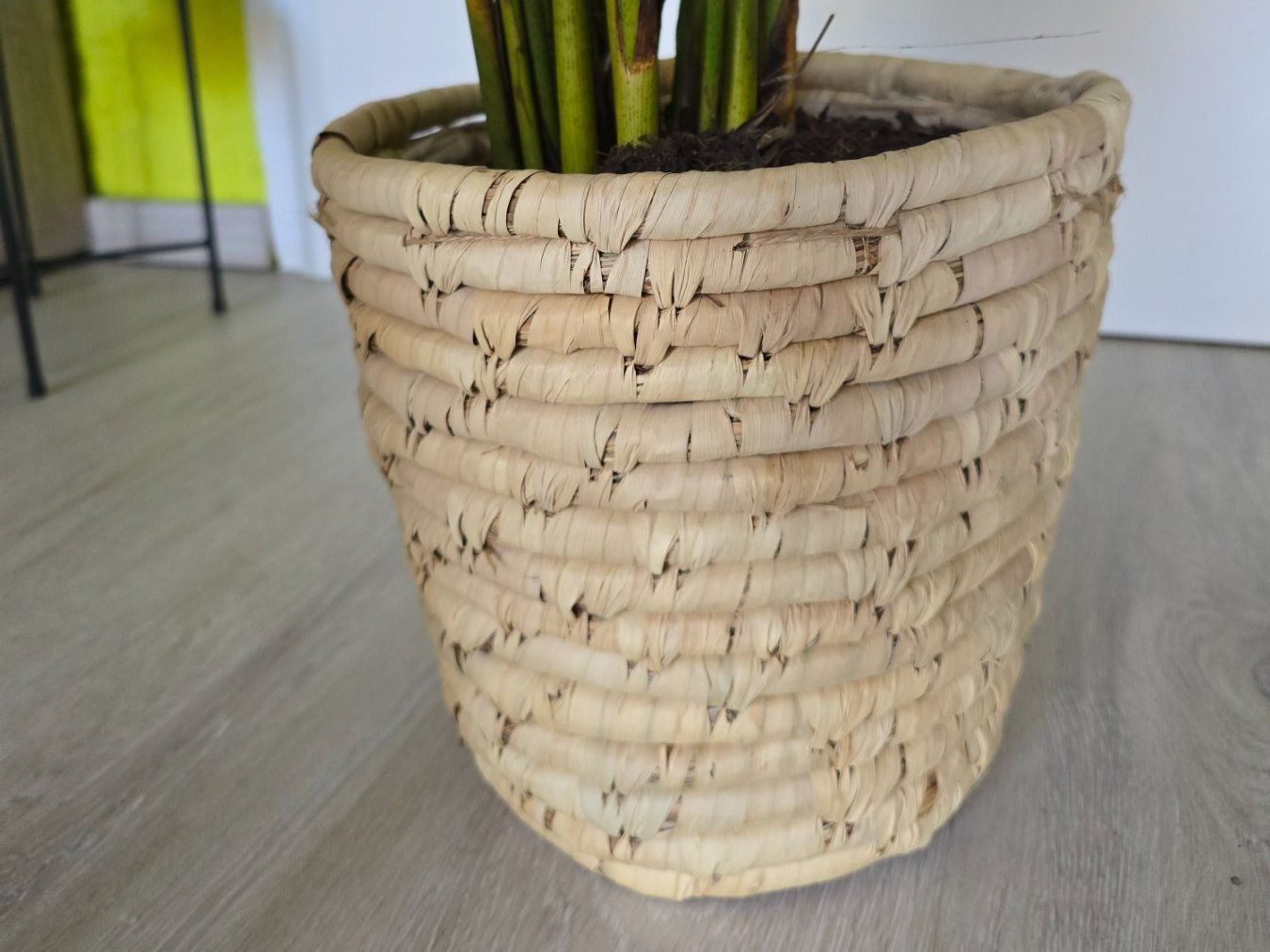 Plantes & graines: Areca Goldfrucht Palme inklusive Übertopf – D'occasion à Aarburg par Glitzerschein 5