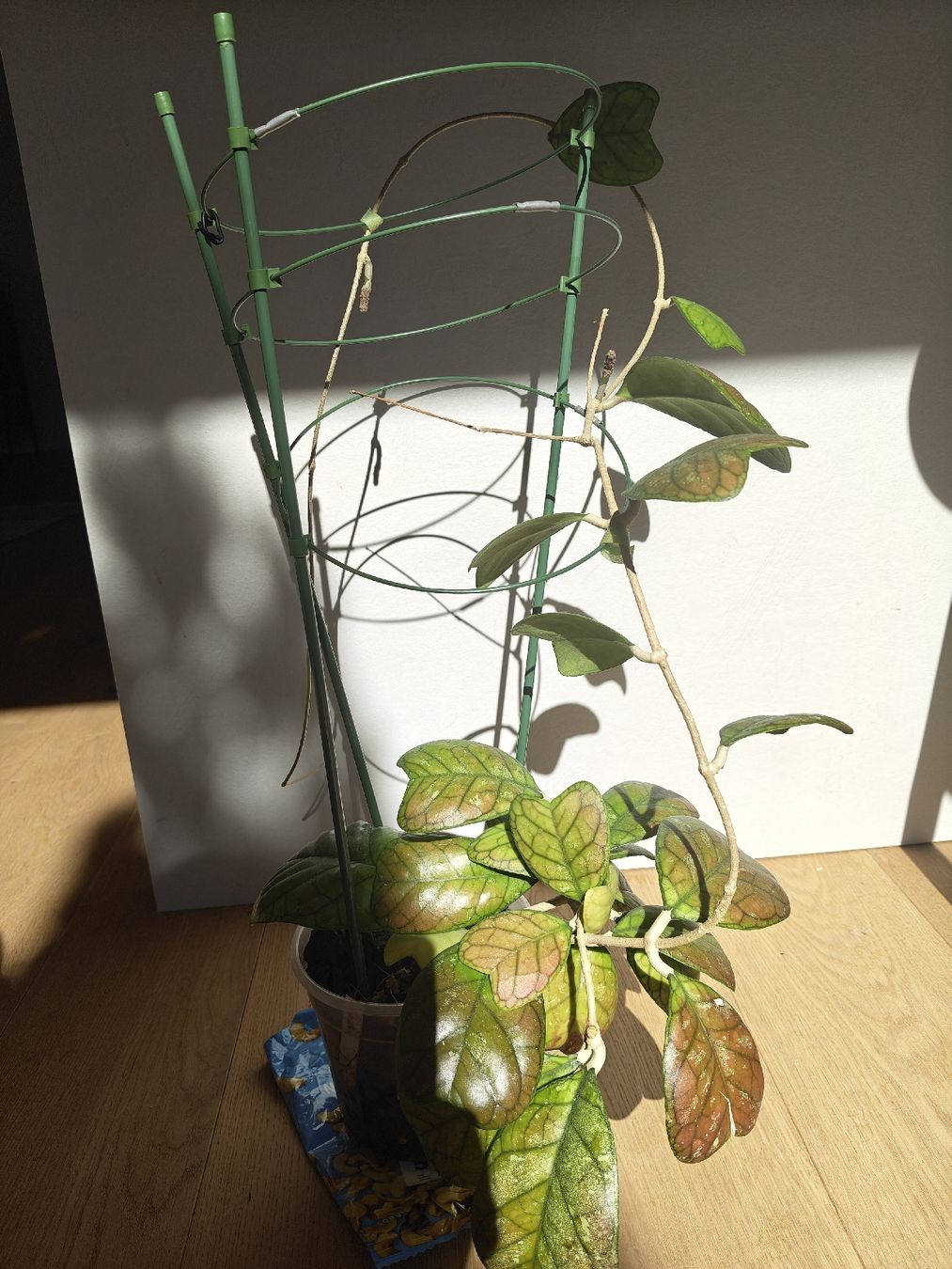 Piante & sementi: Hoya Daekae big plant – Usato da Chamoson venduto da Yuriyaa 1
