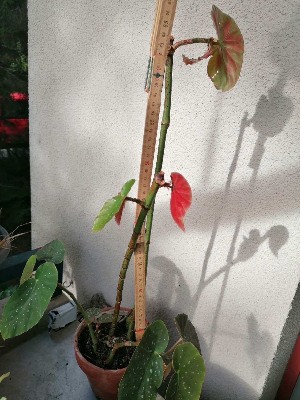 Piante & sementi: Begonia de colección – Usato da Le Mont-Pèlerin venduto da dundun1 2