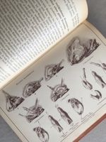 🟡antik Buch Buchhofer's Schweizer Kochlehrbuch um 1920 🇨🇭