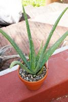 Aloe vera (= Aloe barbadensis)