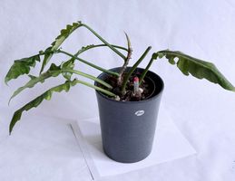 Philodendron*Ring of Fire*Narrow*****