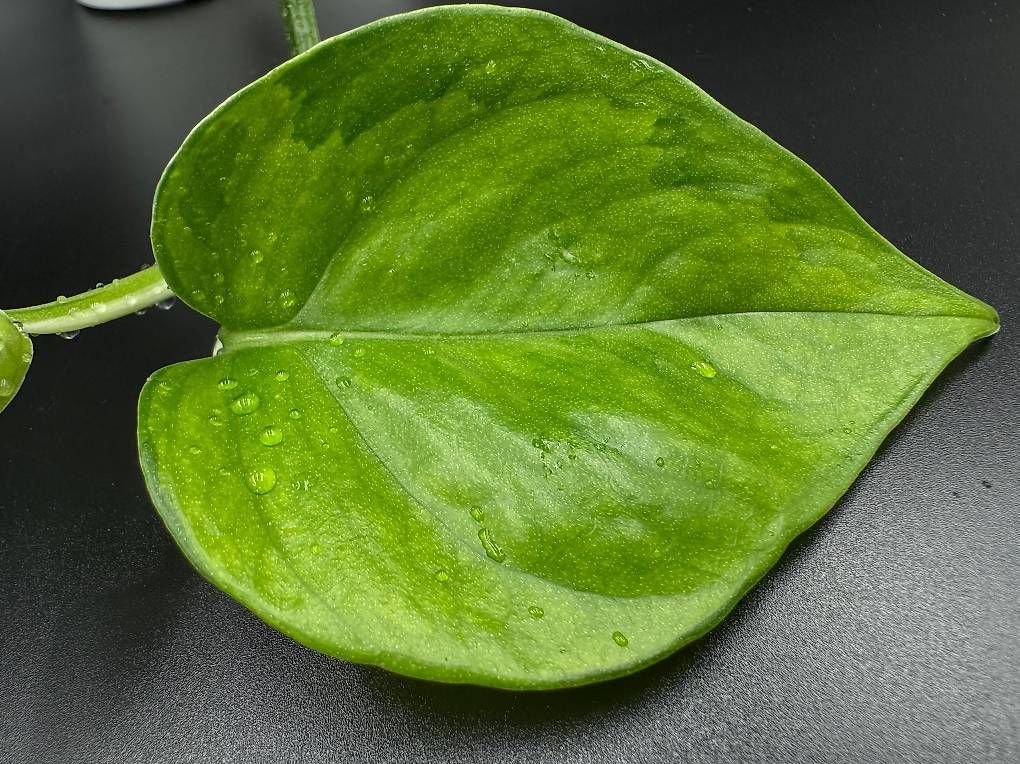 Pflanzen & Samen: Epipremnum aureum 'GoG Manjula' – Neu (gemäss Beschreibung) aus Bühler von googelibear 3