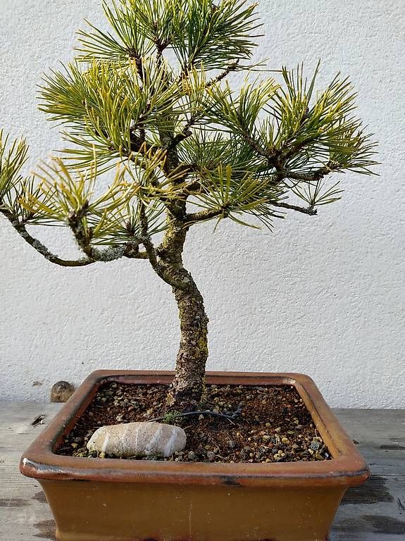 Pflanzen & Samen: Bonsai  – Gebraucht aus Walterswil SO von som_jbd7 1