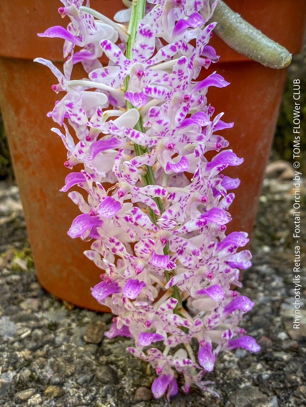 Pflanzen & Samen: Rhynchostylis Retusa - duftende "Fuchsschwanz" Orchidee – Neu und originalverpackt aus Adliswil von astom369 5