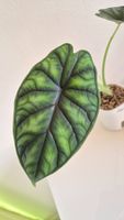 🌿Alocasia Dragon Scale #3🌿