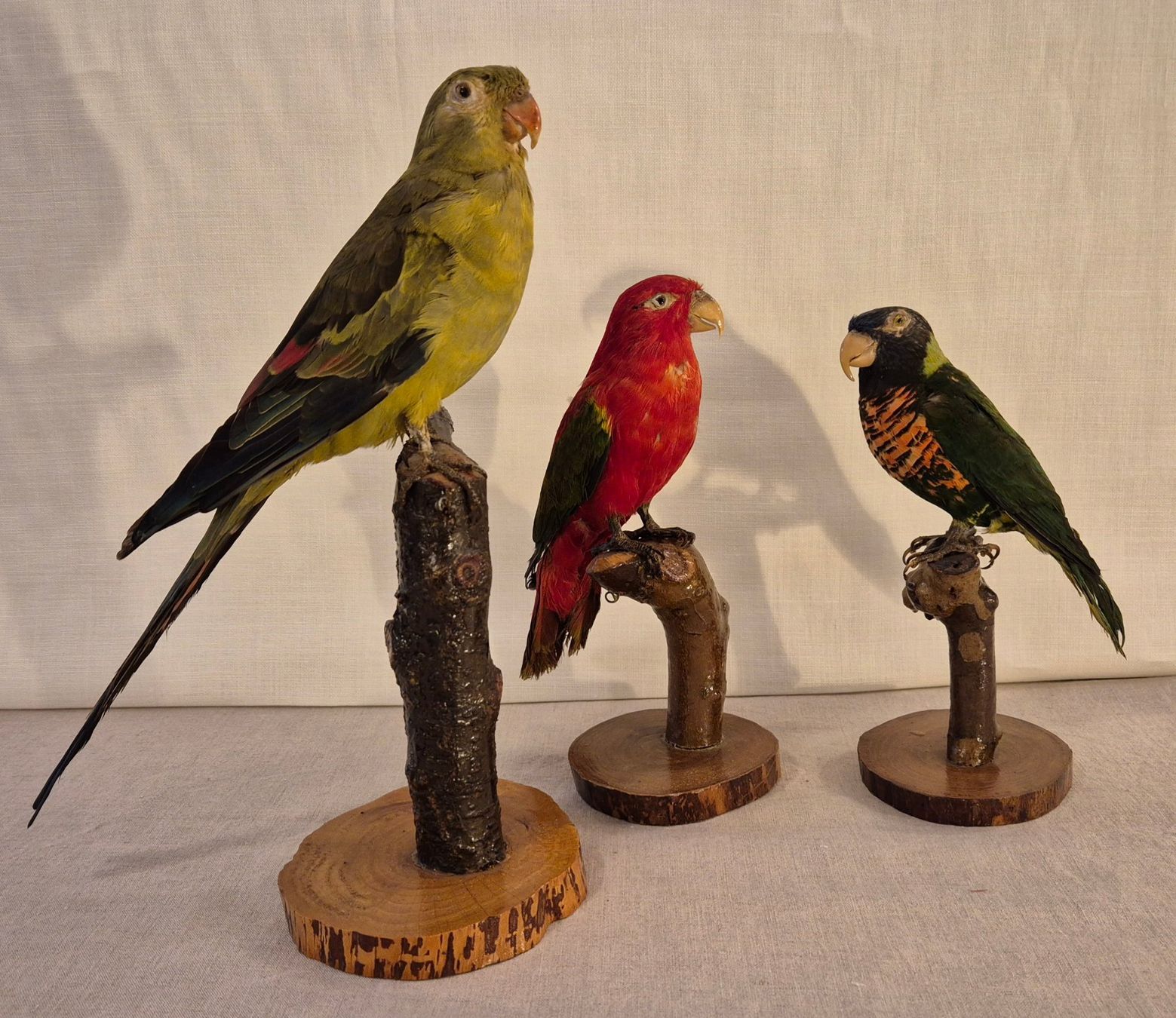 Il mondo degli animali: 3 präparierte Papageien – Usato da Luzern venduto da Louis-XVI