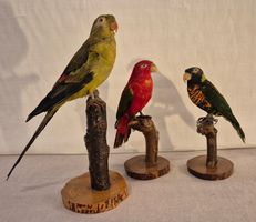 3 präparierte Papageien