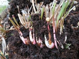 frische Rhizome von Sarracenia (Fleischfressende Pflanze)