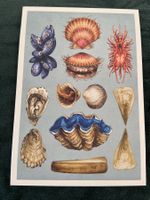 Ak neu  Ocean Marine Aquarium Tiere im Meer