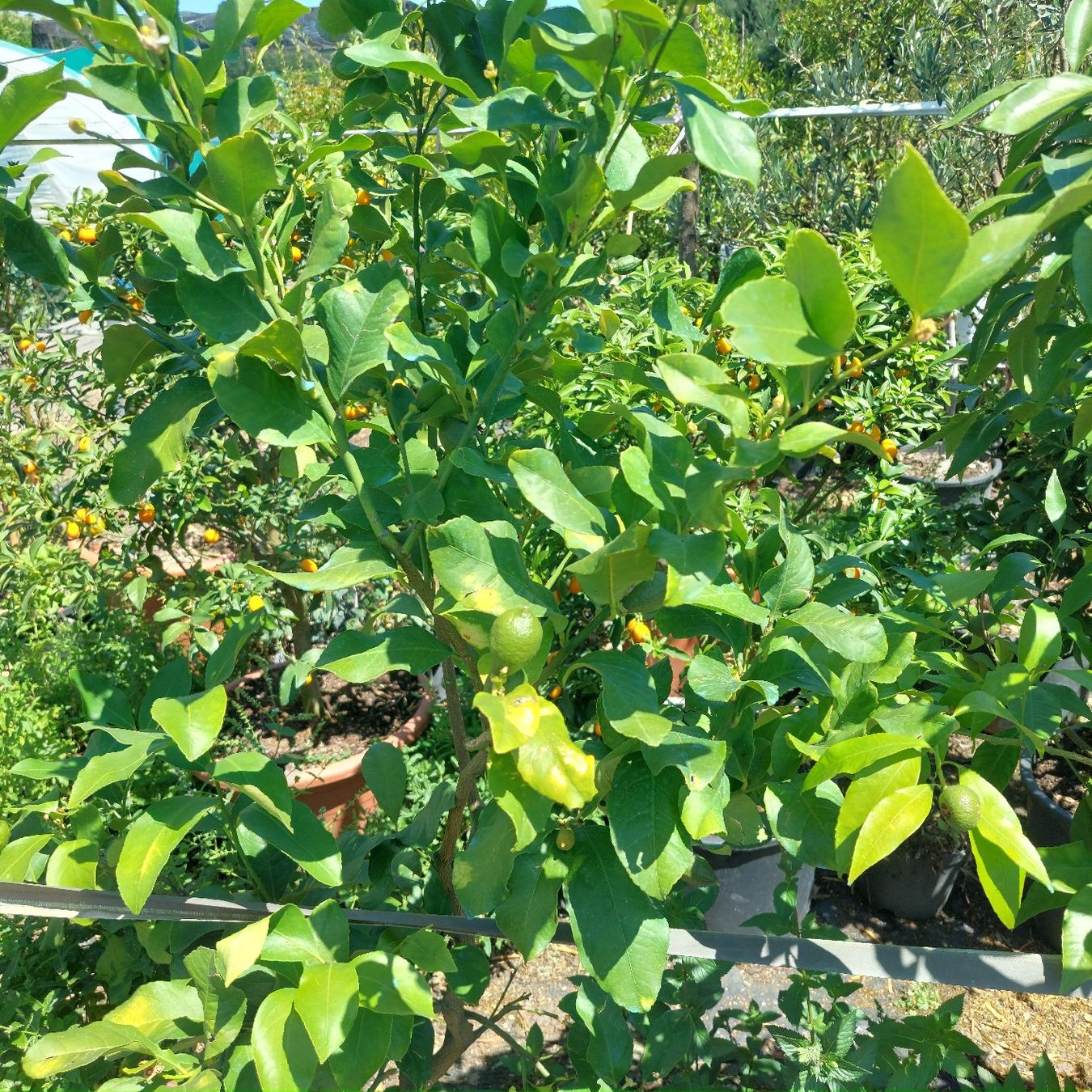 Piante & sementi: Zitronenbaum mit Frucht im Topf  – Usato da Honau venduto da Blazer1 1