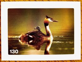 Migros Nature Detectives - Bild Nr. 130