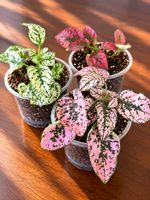 🌿 Hypoestes – seltene & dekorative Pflanzen