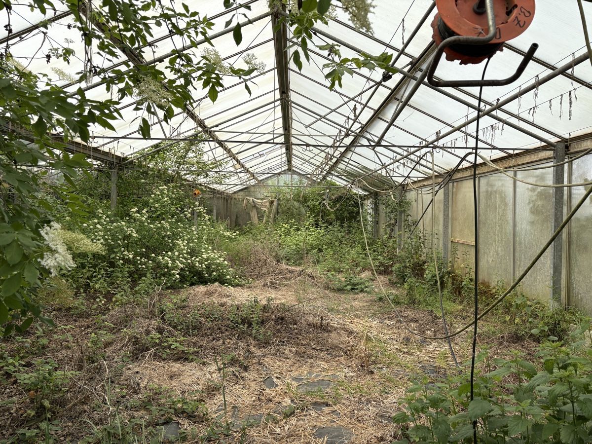 Casette da giardino & serre: Glashaus Treibhaus Gewächshaus – Usato da Oberkirch LU venduto da Legraps111 1
