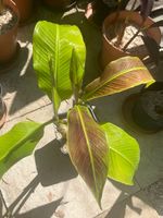 Musa siam ruby (rot-grüne Banane), selten