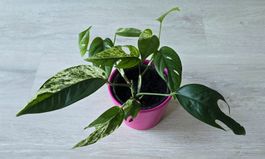 Epipremnum Marble Variegata