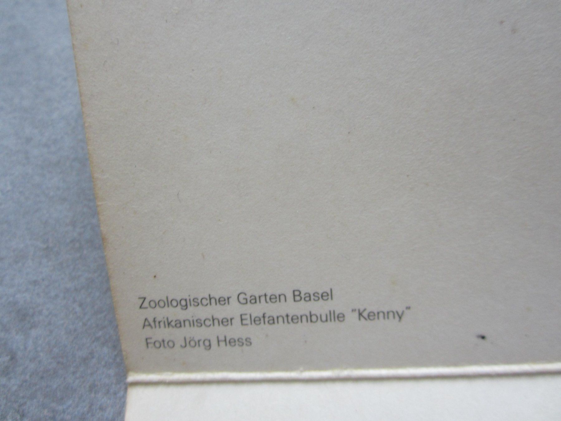 Ansichtskarten: Carte Zoo Basel – Neu (gemäss Beschreibung) aus Tramelan von Tors 1