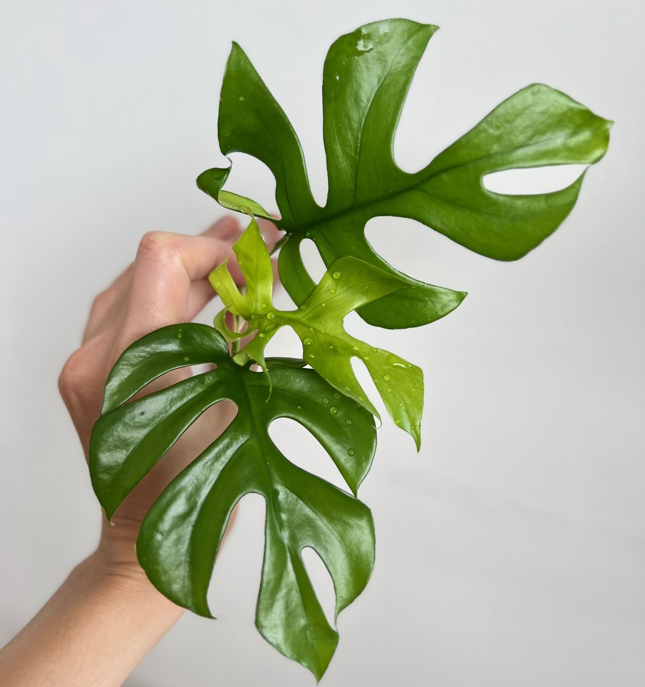 Piante & sementi: Monstera minima Kopfsteckling🔥 – Usato da Glattpark(Opfikon) venduto da ste_n99y 1