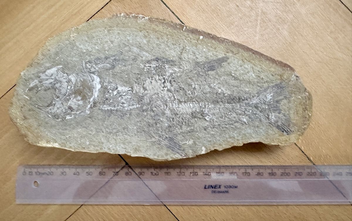 Fossili: Versteinerung mit einem Fisch  – Usato da Winterthur venduto da mat_q5d5
