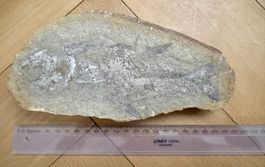 Versteinerung mit einem Fisch 