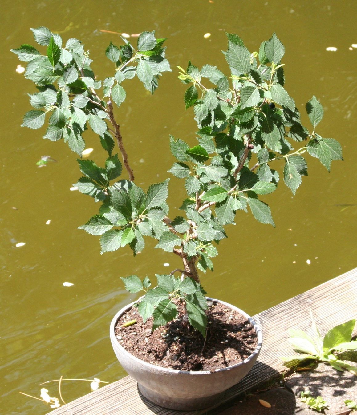 BONSAI - "Fuji - Kirsche" (Neu (gemss Beschreibung)) in Gretzenbach fr  CHF 62  nur Abholung auf Ricardo kaufen