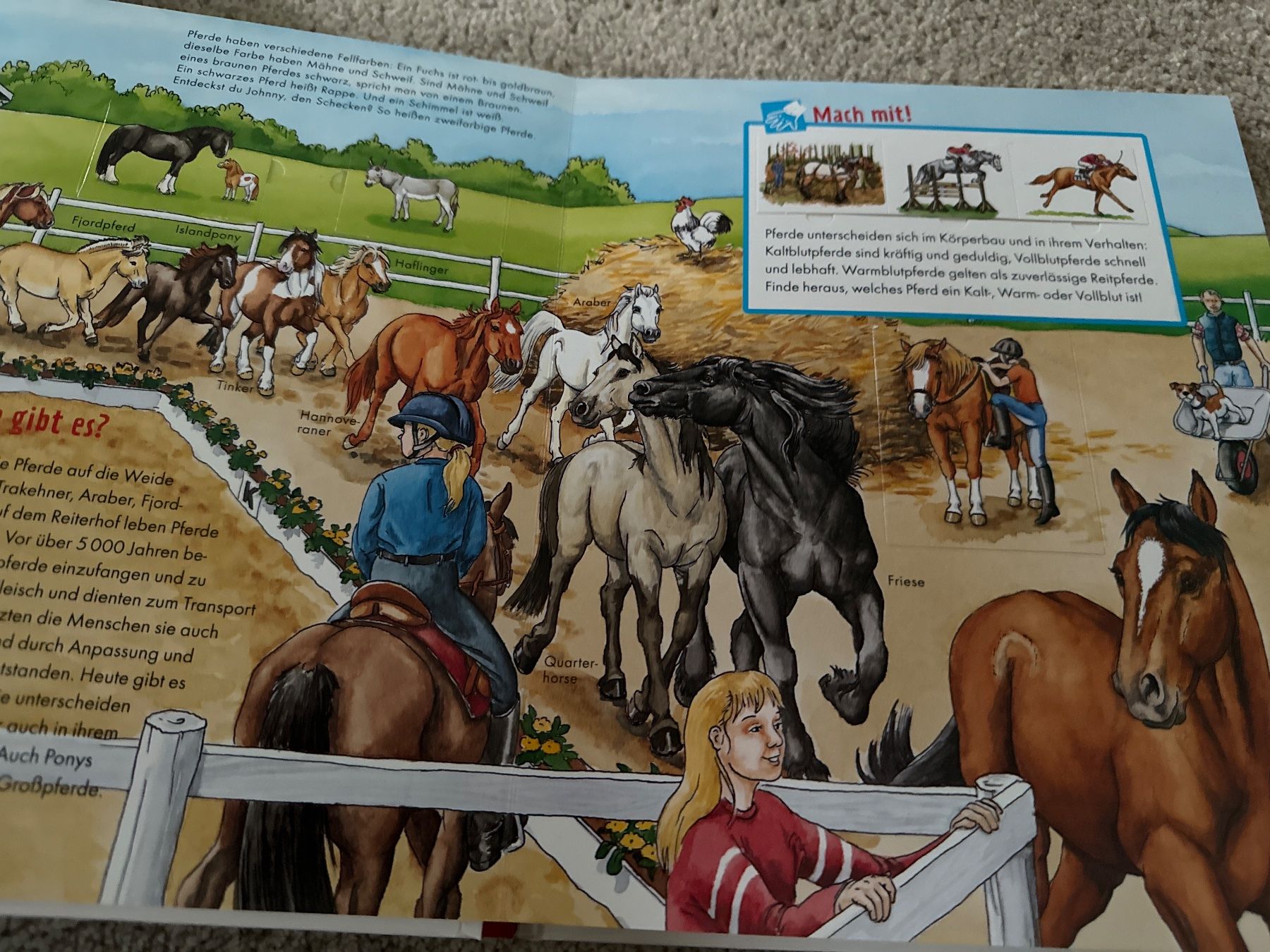 Bücher: Buch was ist was Junior Pferde und Ponys – Neu (gemäss Beschreibung) aus Oberweningen von Ardnas89 2