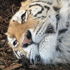 Profile image of ChojinKay