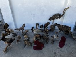 26 Tier Vogel Präparate Ausgestopfte Tiere