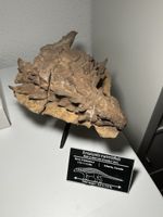 Fossiles Skelett Nachbildung - „Mumifizierter Borealopelta“