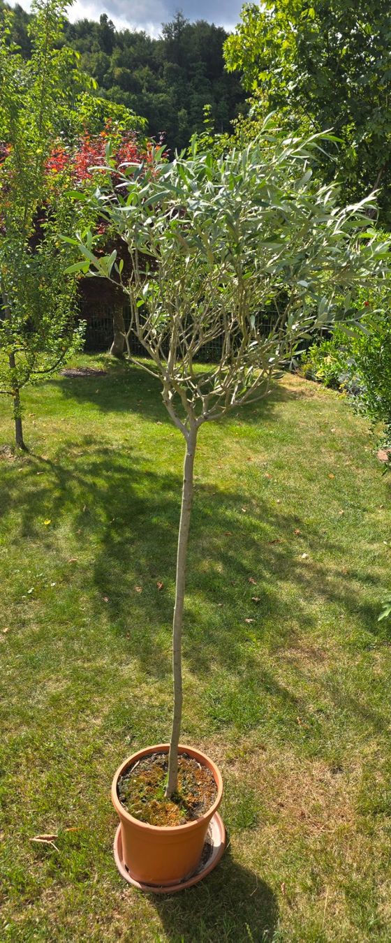 Pflanzen & Samen: Olivenbaum Hochstamm – Gebraucht aus Aarburg von popkorn65 2