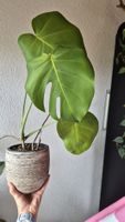 Monstera Pflanze im Topf 🌿