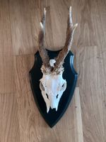 Rehgeweih auf Holzschild, Jagdtrophäe, Wanddekoration