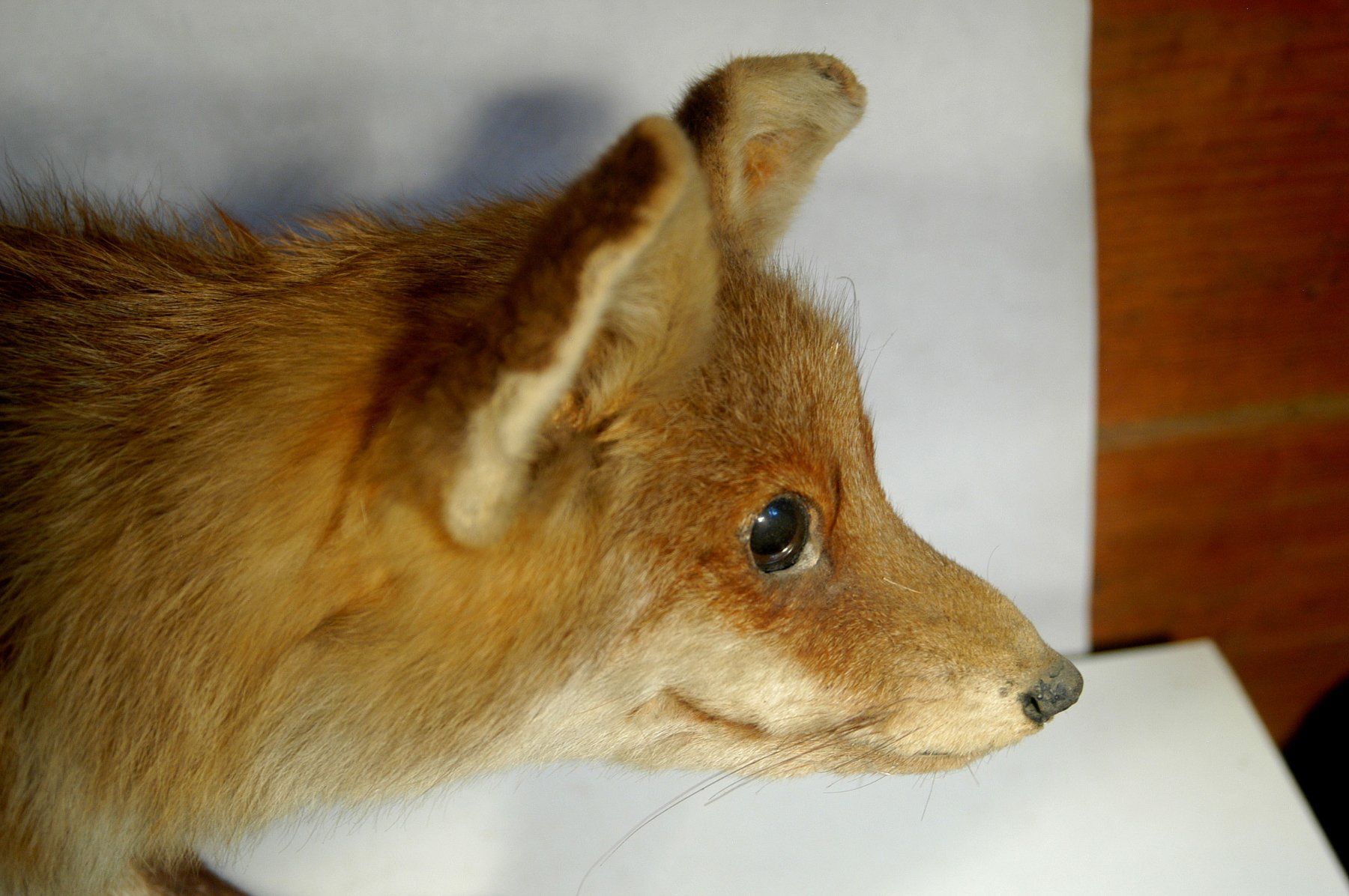 Il mondo degli animali: Fuchs Präparat – Usato da Herisau venduto da Wisen 1