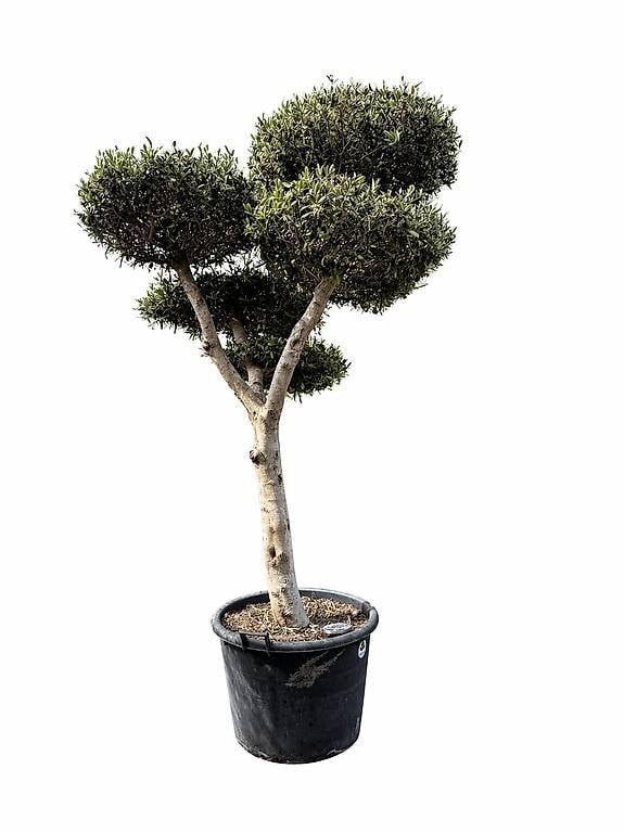 Piante & sementi: Olivenbaum "Pom-Pom 23 – Usato da Zuckenriet venduto da Thur_Plant 1