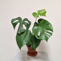 🪴Wunderschöne Monstera Deliciosa zu verkaufen🪴