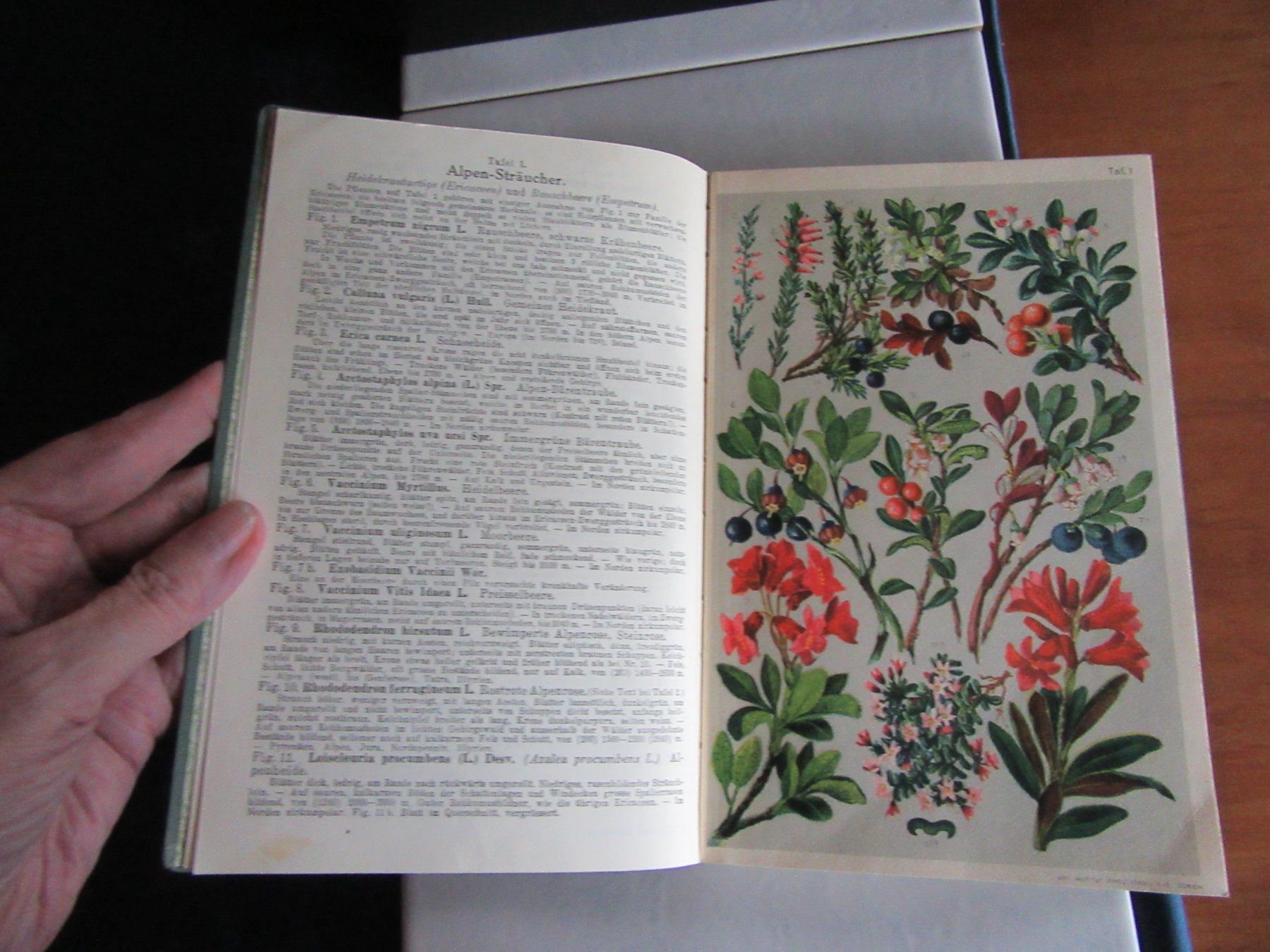 Bücher: Alpenflora - Taschenflora des Alpen Wanderers, L. Schröter – Gebraucht aus Wattwil von wampi 7