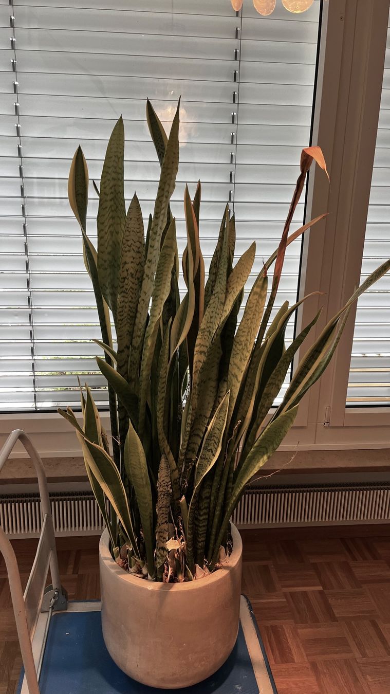 Piante & sementi: Bogenhanf - Schwiegermutterzunge - Sansevieria – Usato da Basel venduto da Kold 1
