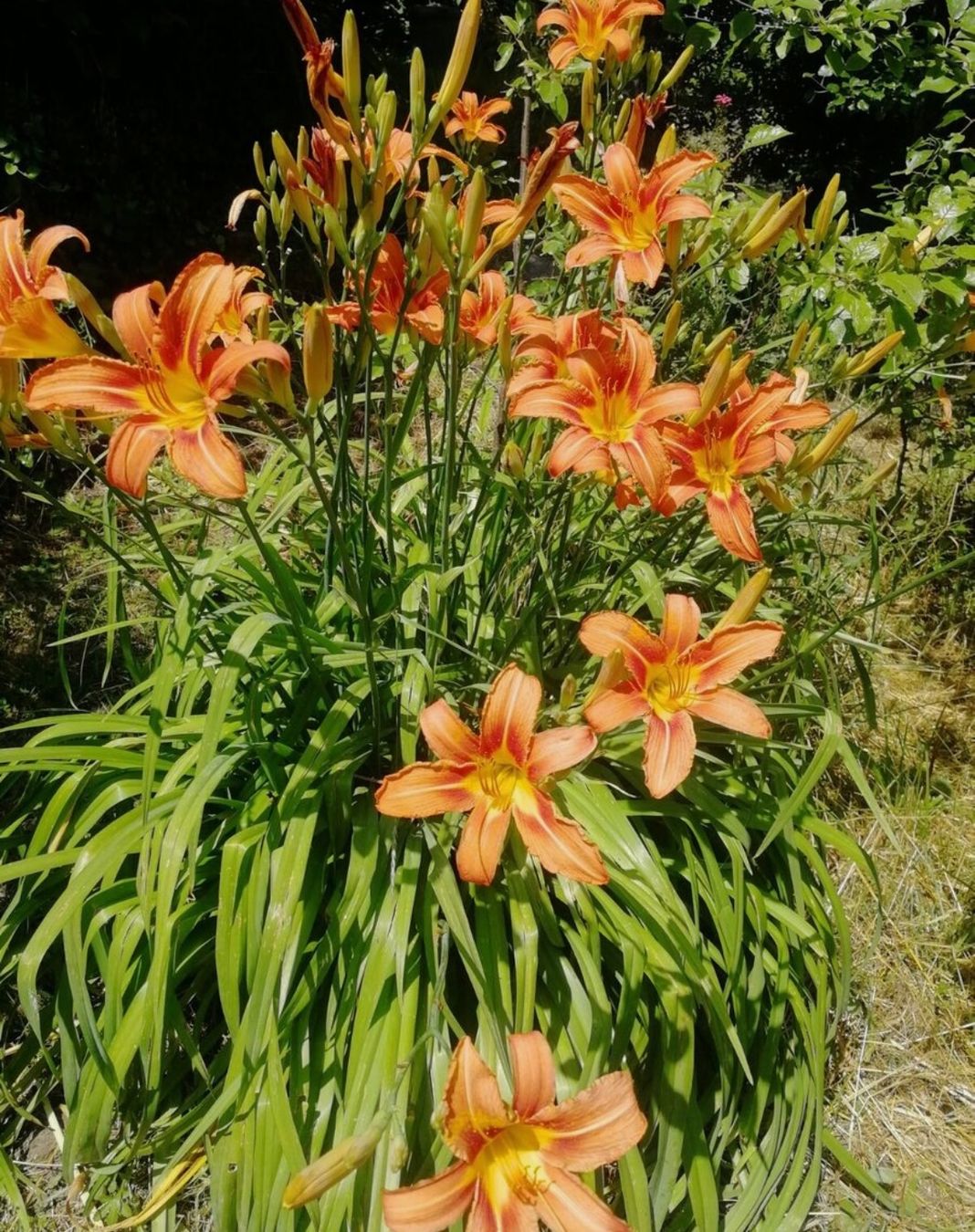 Piante & sementi: Petit plant hemarocalle orange – Usato da Lajoux JU venduto da Briard0