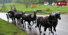 Neue Sechsspännerleine Kutsche   Fahrleine Geschirr