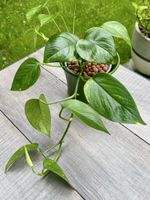 🌿 Efeutute (Epipremnum aureum) in Hydrokultur mit Topf🌿