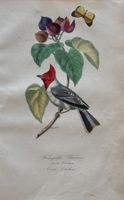 handkolorierter Stahlstich 1843 - Vogel, Schmetterling