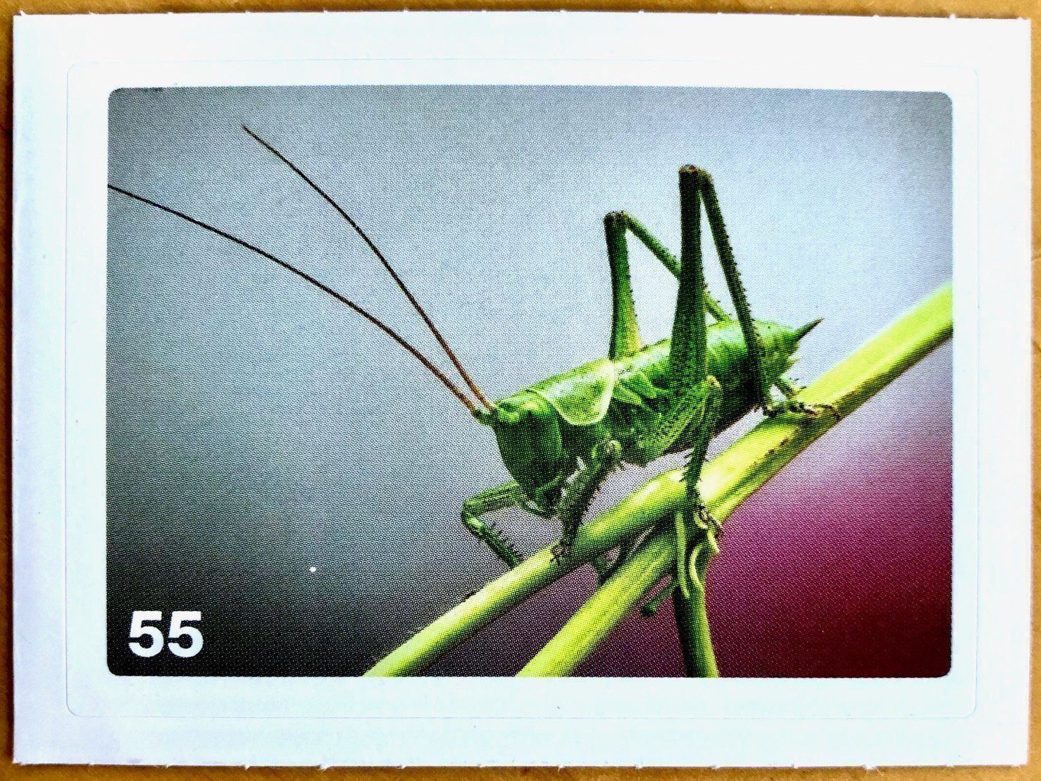 Migros Carte collezionabili: Migros Nature Detectives - Bild Nr. 55 – Nuovo (secondo la descrizione) da Oberrieden venduto da Zimmerberg10