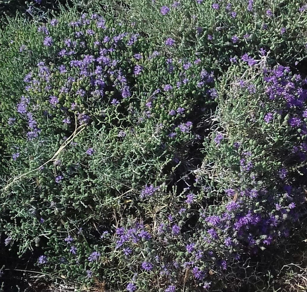 Lebensmittel & Spezialitäten: 30Gramm wilde Thymian-Blüten Kykladen GR - Gewürz oder Tee – Neu (gemäss Beschreibung) aus Chur von omonia